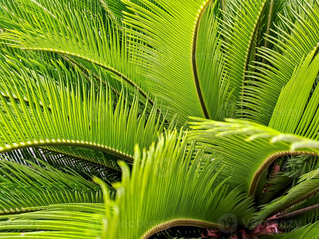 Lush, vibrant green cycad fronds create a dynamic, textured pattern in natural, vivid sunlight. photo