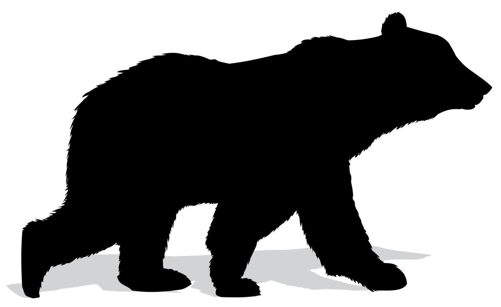 Silhouette of bear. vector