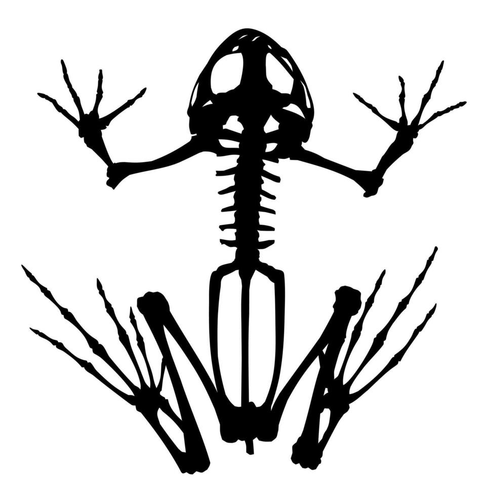 Skeleton of frog. vector