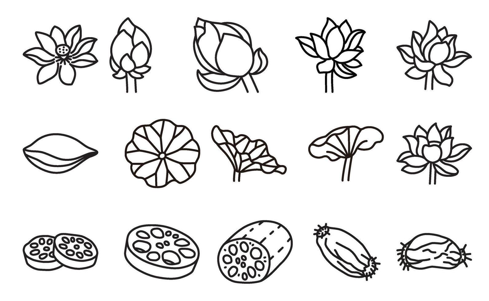 A collection of line icons of lotus elements, including flowers, leaves, and roots. vector