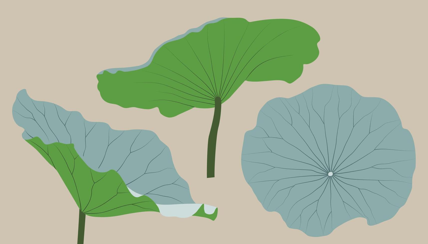 A collection of illustrations of various Lotus leaf . vector