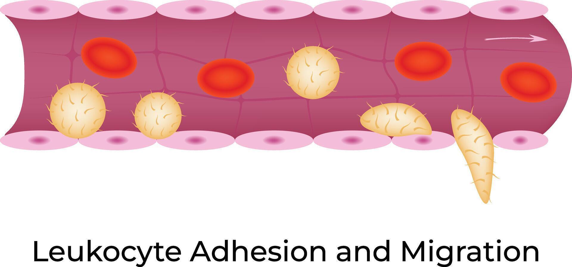 Leukocyte Adhesion and Migration Illustration vector