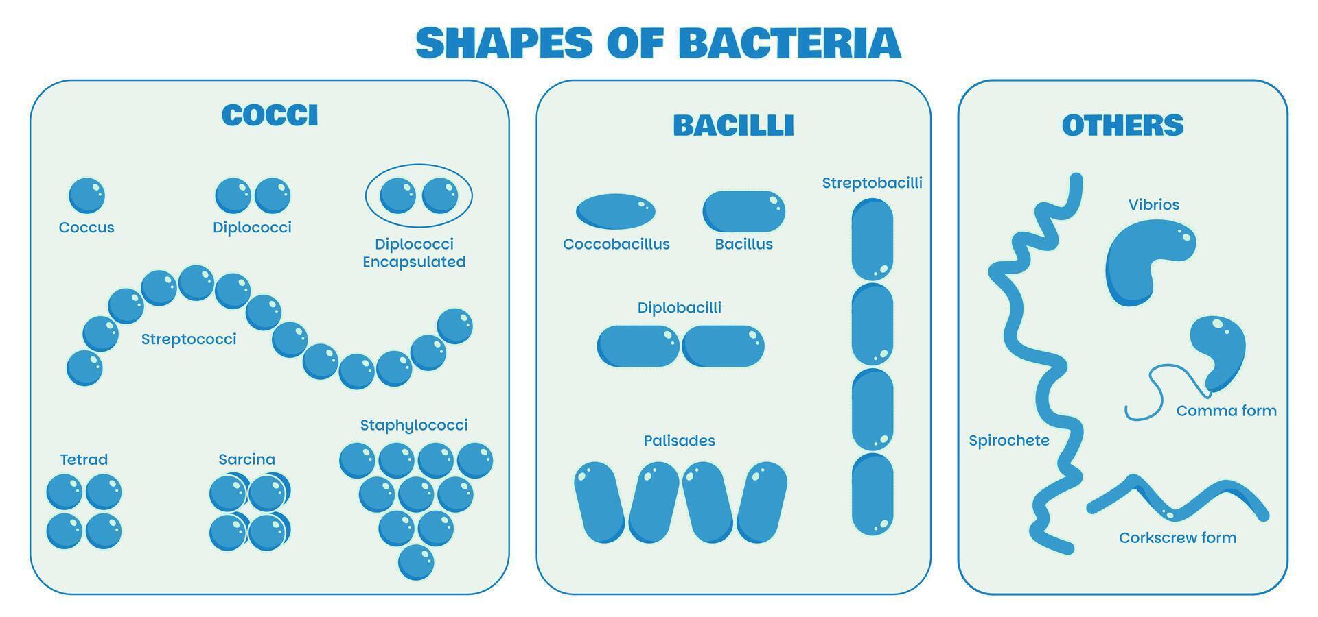 Bacteria Morphology Classification Chart Cocci, Bacilli and Other Shapes Infographic vector