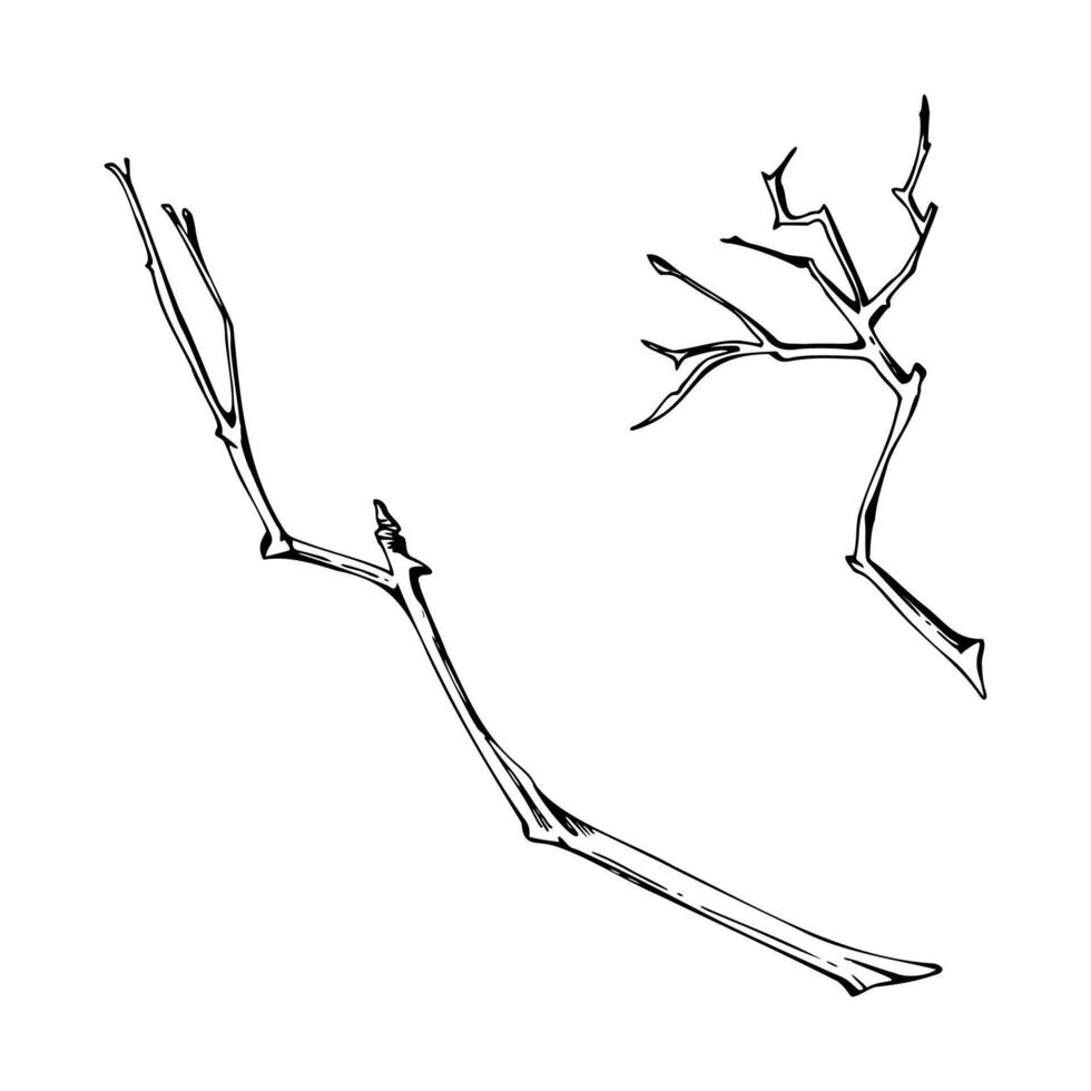 Tree, berry or bush twisted naked branch twig. Spiky stalks buds no leaves, early spring, late autumn or winter. Botanical isolated illustration hand drawn in ink. Natural products, bouquets vector
