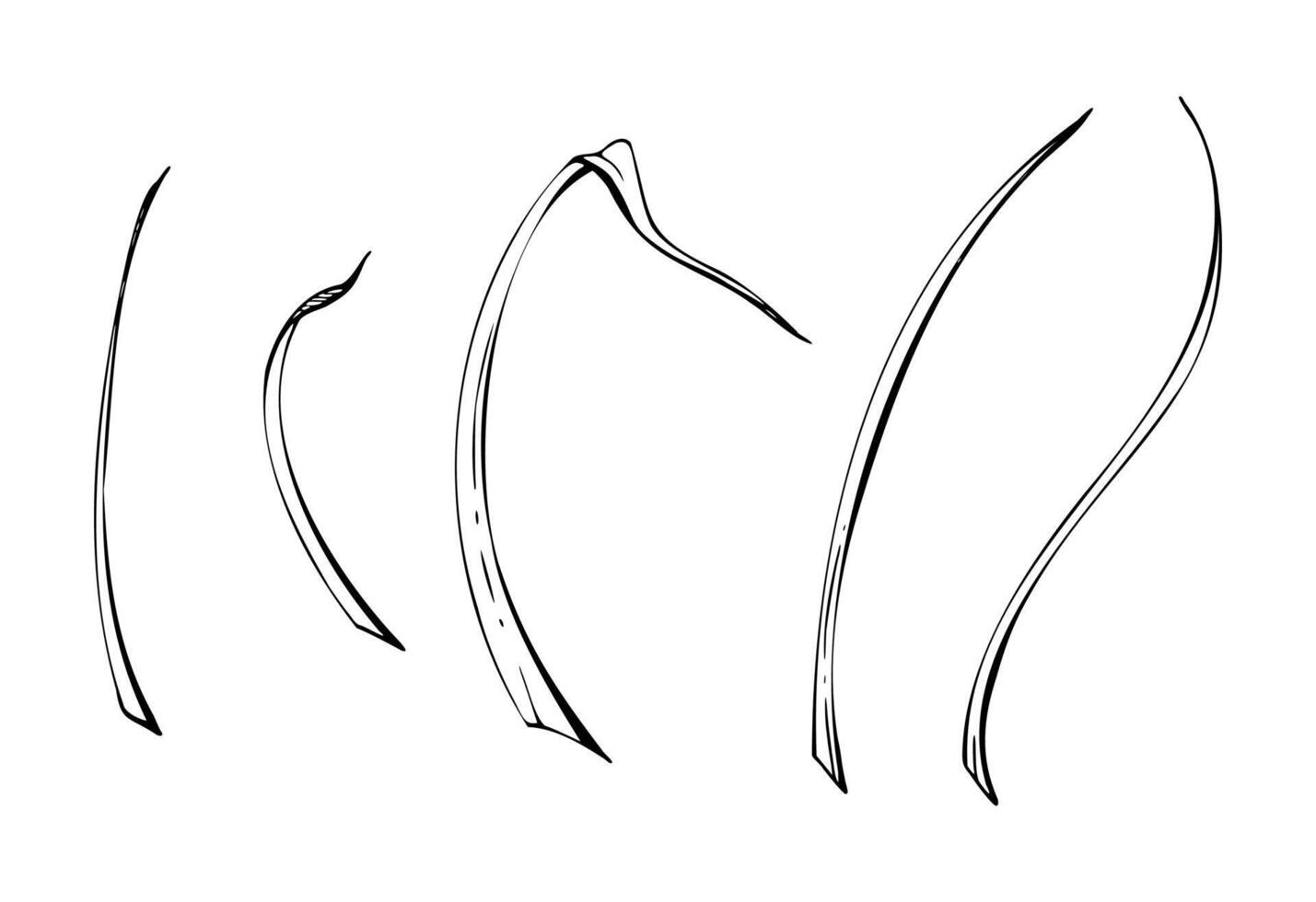 Long thin grass blades leaves, stalks flowing curves lines. Single element isolated botanical illustration hand drawn in ink. Florist bouquets, wild garden seed, natural products packaging vector