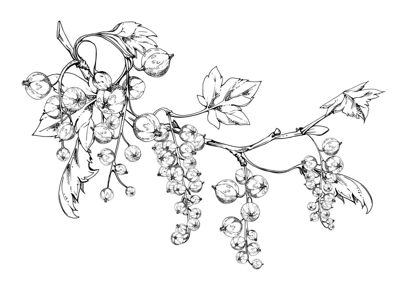 Currant gooseberry garden berry hanging on branches in group clusters with green leaves, hand drawn in ink. Isolated illustration for craft eco cosmetics, aroma candles, organic food jam labels vector