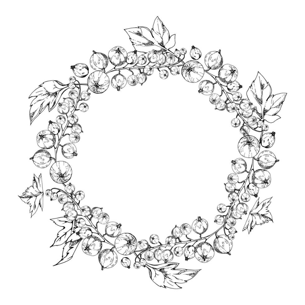 Currant gooseberry cluster bunch on stem with leaves, ripe garden berry casseille juneberry jostaberry, ink hand drawn. Isolated wreath frame crown. Home preserves cookbook, grocery food store vector