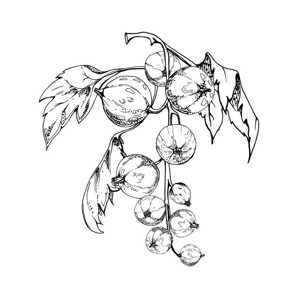 Currant gooseberry cluster bunch on stem with leaves, ripe garden berry casseille juneberry jostaberry, ink hand drawn. Isolated botanical illustration. Home preserves cookbook, grocery store vector