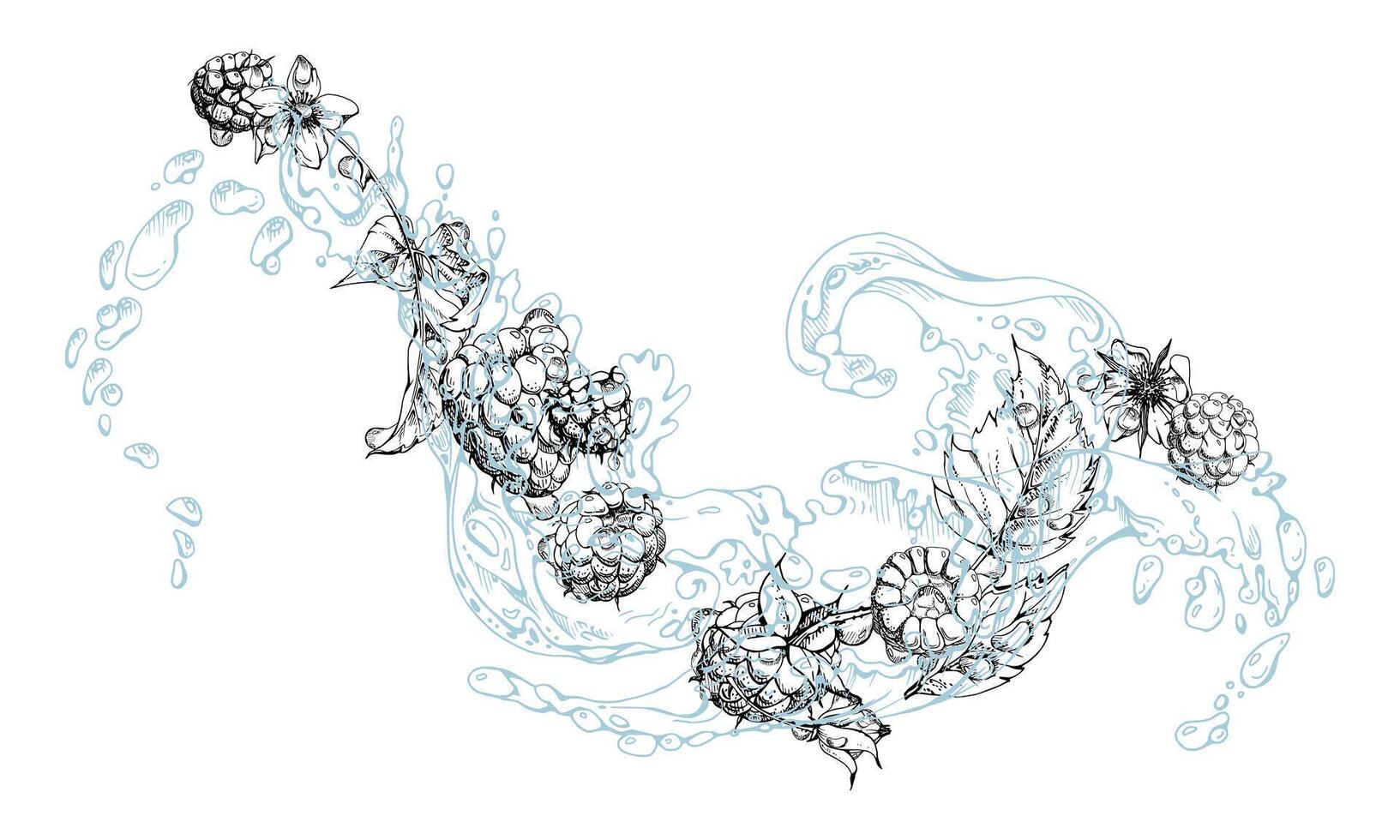 Raspberry ripe garden berries flying in water splash leaves flowers, fresh dewberry cloudberry mulberry loganberry, wet moist dew drops. Isolated illustration hand drawn in ink. Drinks grocery vector
