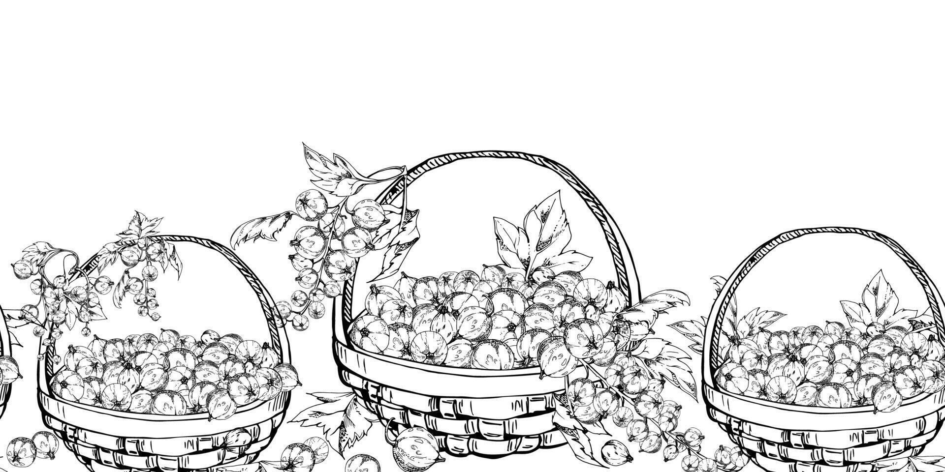 Currant gooseberry with leaves in weaved basket, hand drawn in ink, scattered ripe picked berry harvest. Isolated seamless banner. Dessert cafe menu, cookbook, craft farmers market, gardening vector
