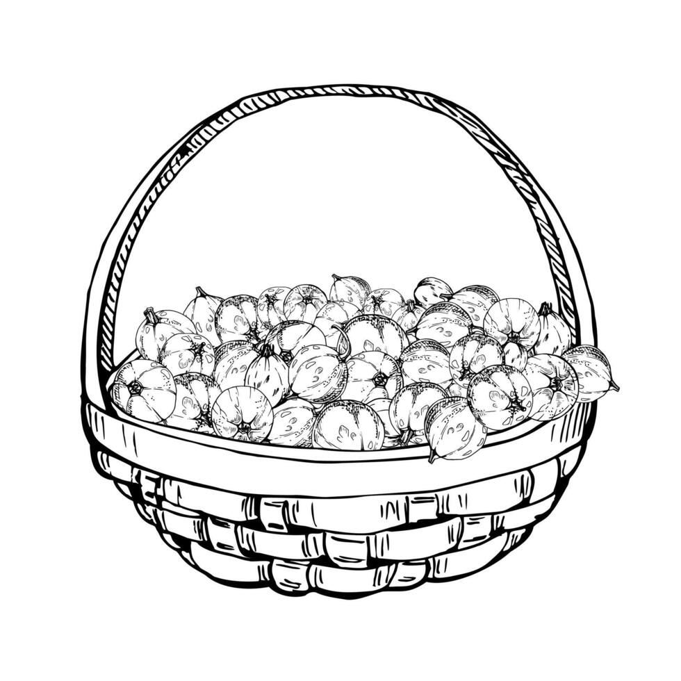 Currant gooseberry in weaved basket, hand drawn in ink, heap of ripe picked garden berry harvest, casseille jostaberry. Isolated illustration. Restaurant menu, cookbook, farmers market grocery vector