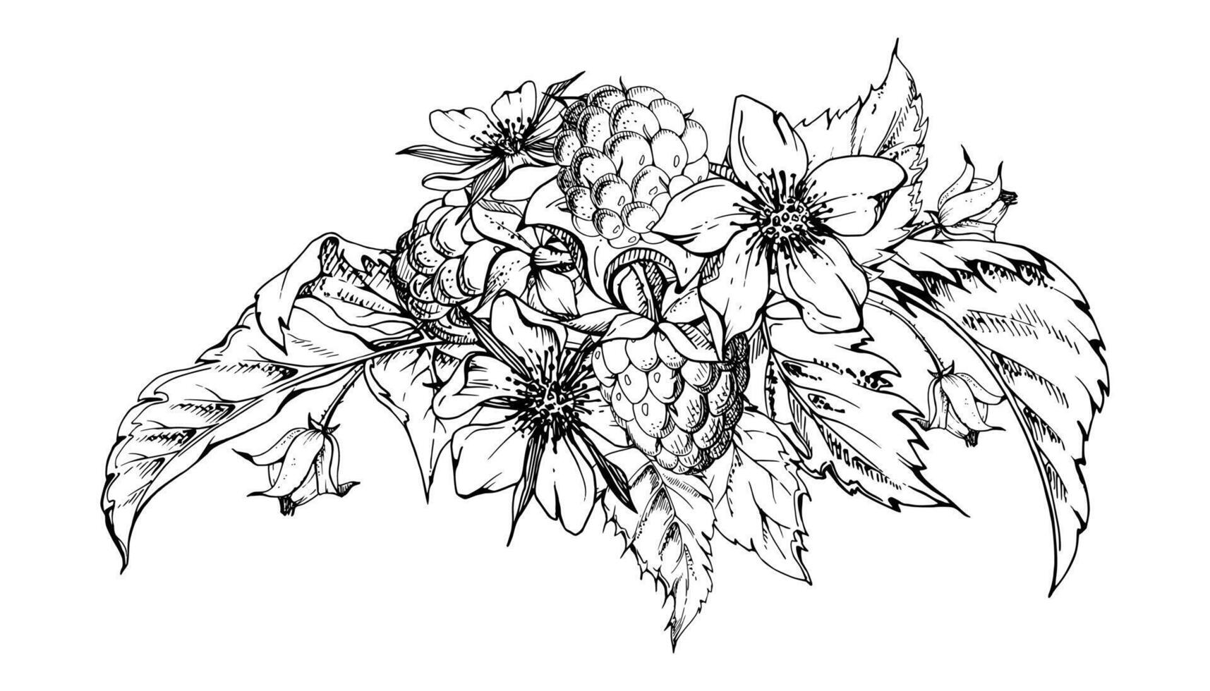 Raspberry flower buds, leaves asymmetrical bunch cluster group, hand drawn in ink, ripe forest garden berry. Isolated botanical illustration for dessert menu, wedding, farmers market calendar vector