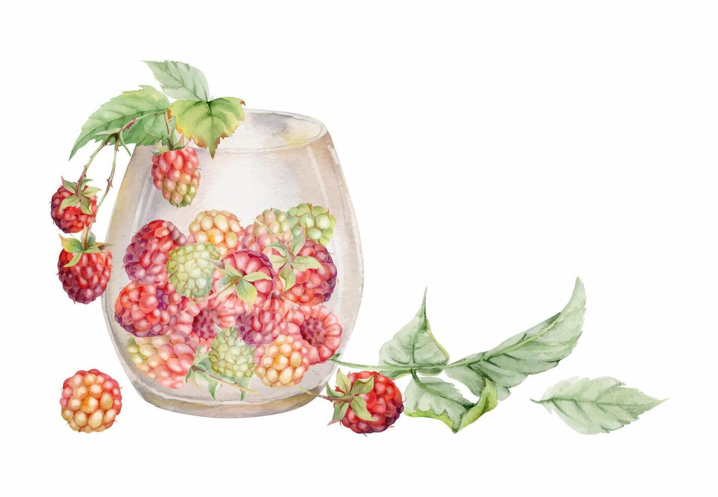Raspberry in translucent glass with leaves on stalks hand drawn in watercolor. Ripe picked berry cloudberry dewberry mulberry harvest. Isolated illustration. Farmers market grocery preserves dessert vector