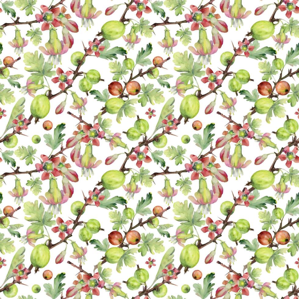 Gooseberry berries flower buds leaves on thorny branch, ripe garden casseille currant. Cut out seamless diagonal pattern hand drawn in watercolor. Home preserves cookbook, packaging, wrapping paper vector