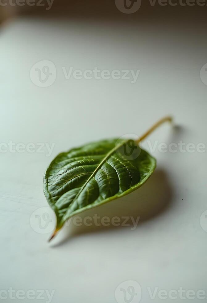 A single green leaf on a white surface photo