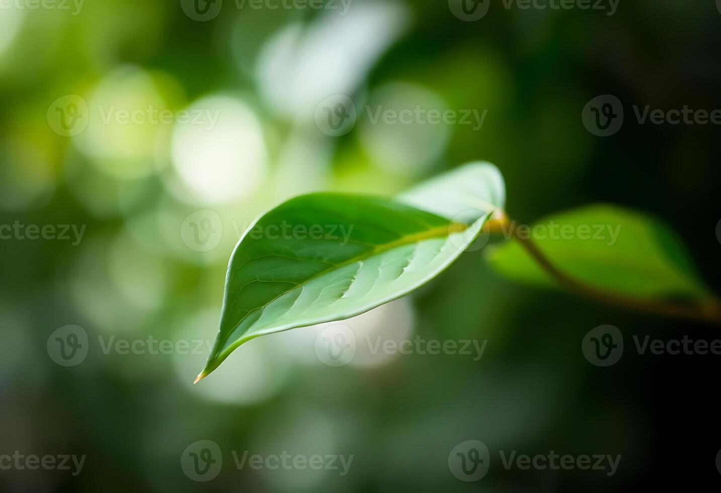 A green leaf is shown in front of a blurry background photo