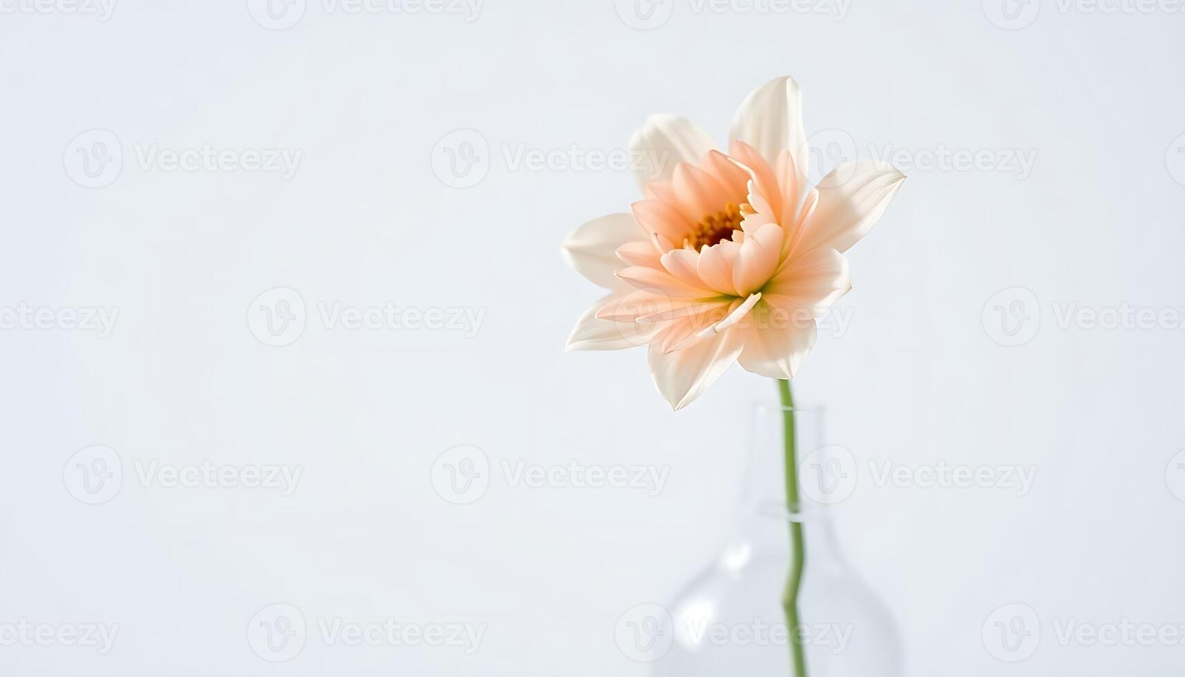 A single flower in a clear vase on a white background photo