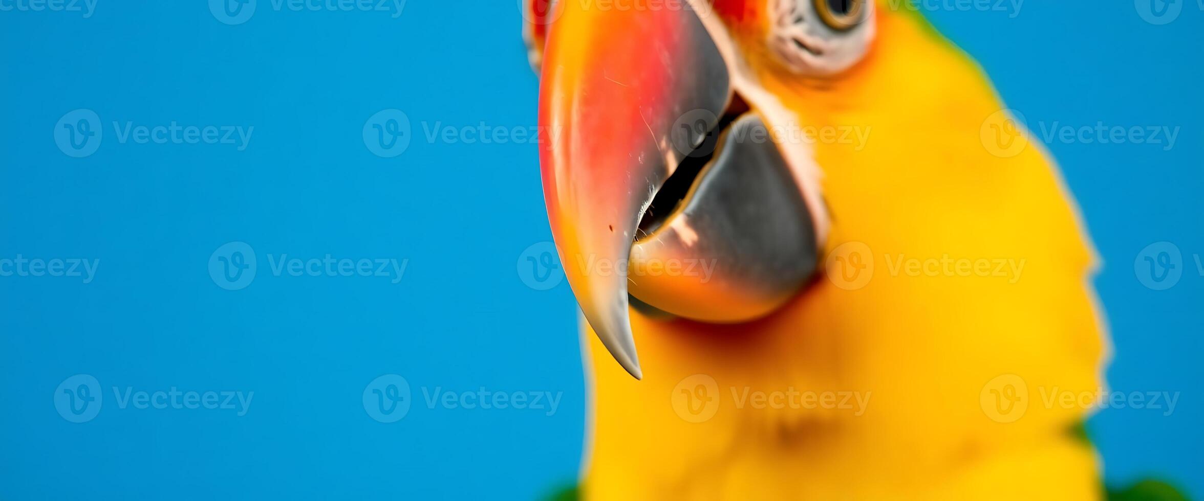 close up of a parrot with a blue background photo