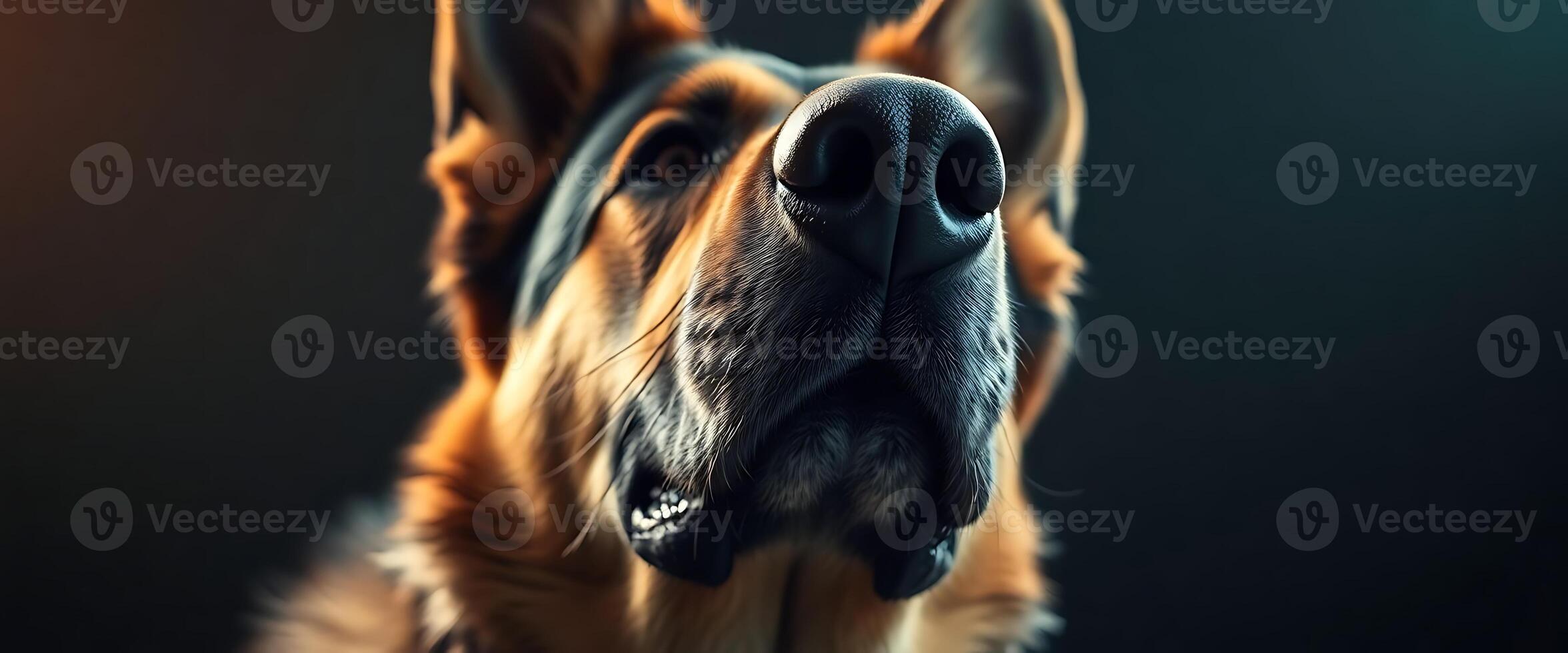 A close up of a dog's face with a dark background photo