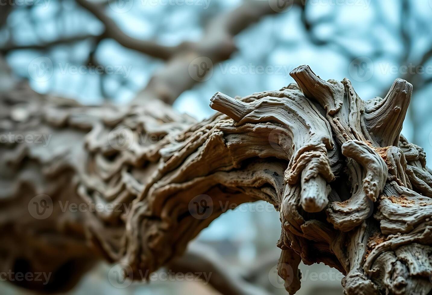 close up of a tree branch with a sky background photo
