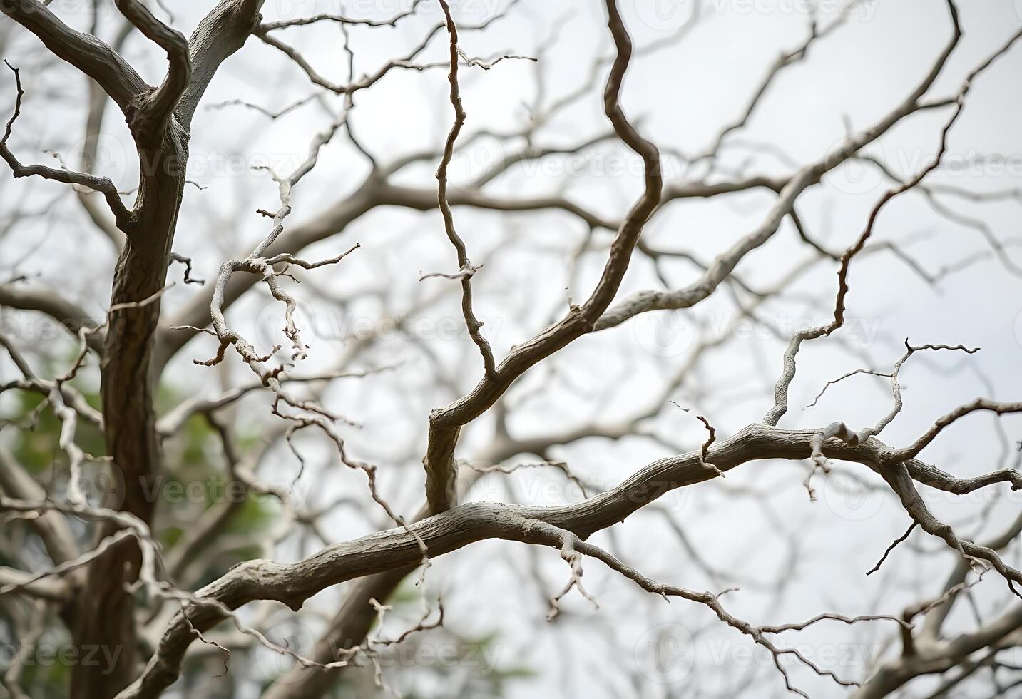 A close up of a tree with no leaves photo