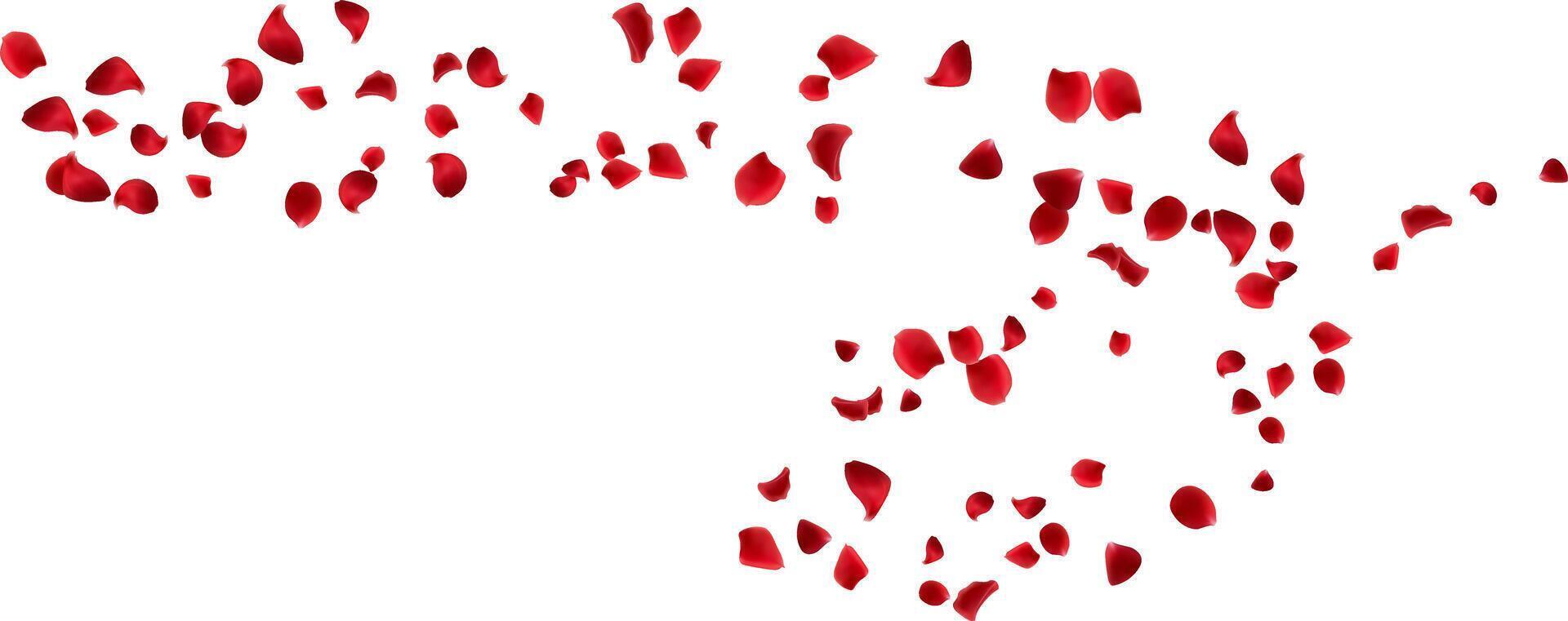 Decoration love day, greeting card with red rose petals floating wind line vector