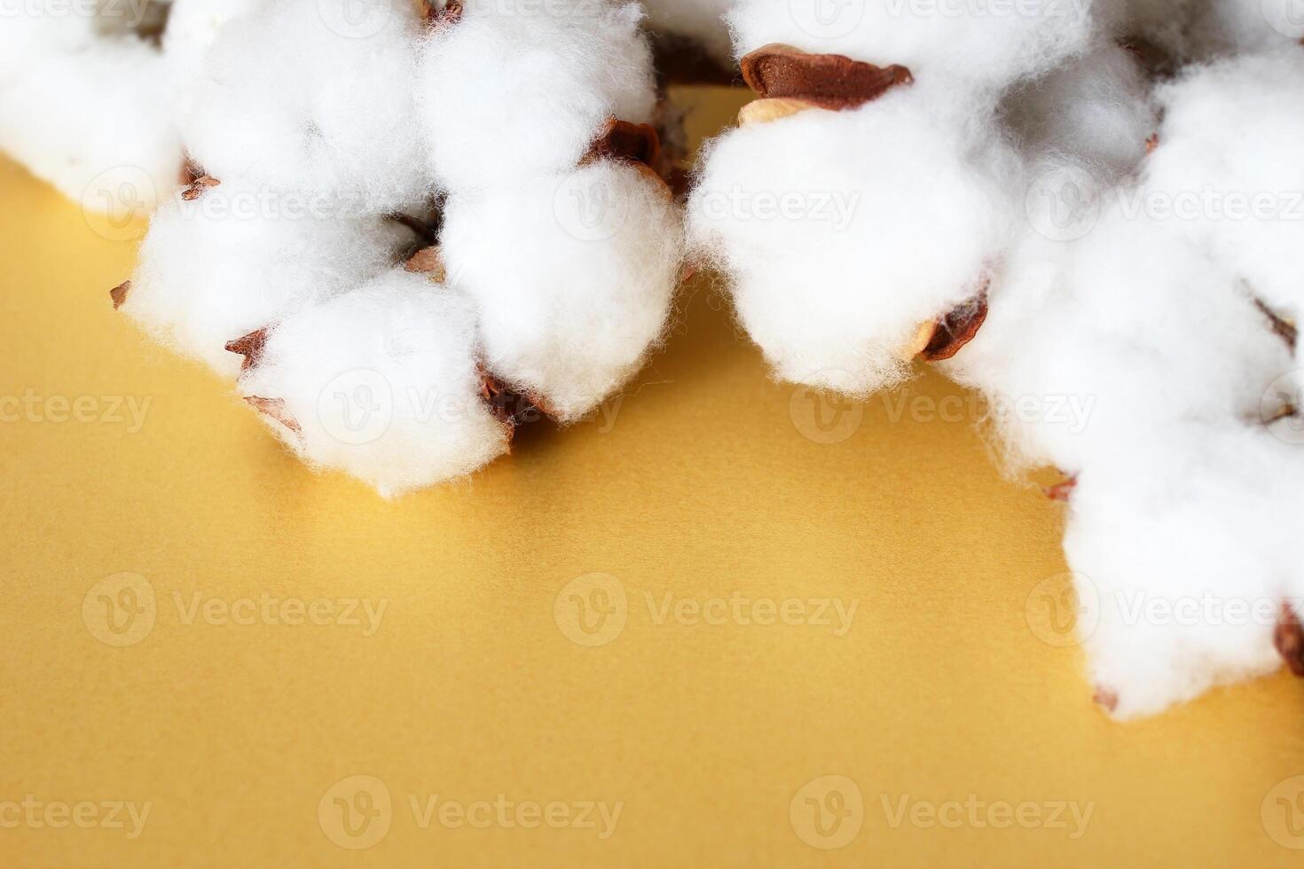 Soft White Cotton Bolls on Golden Background, A Symbol of Comfort and Natural Beauty. photo