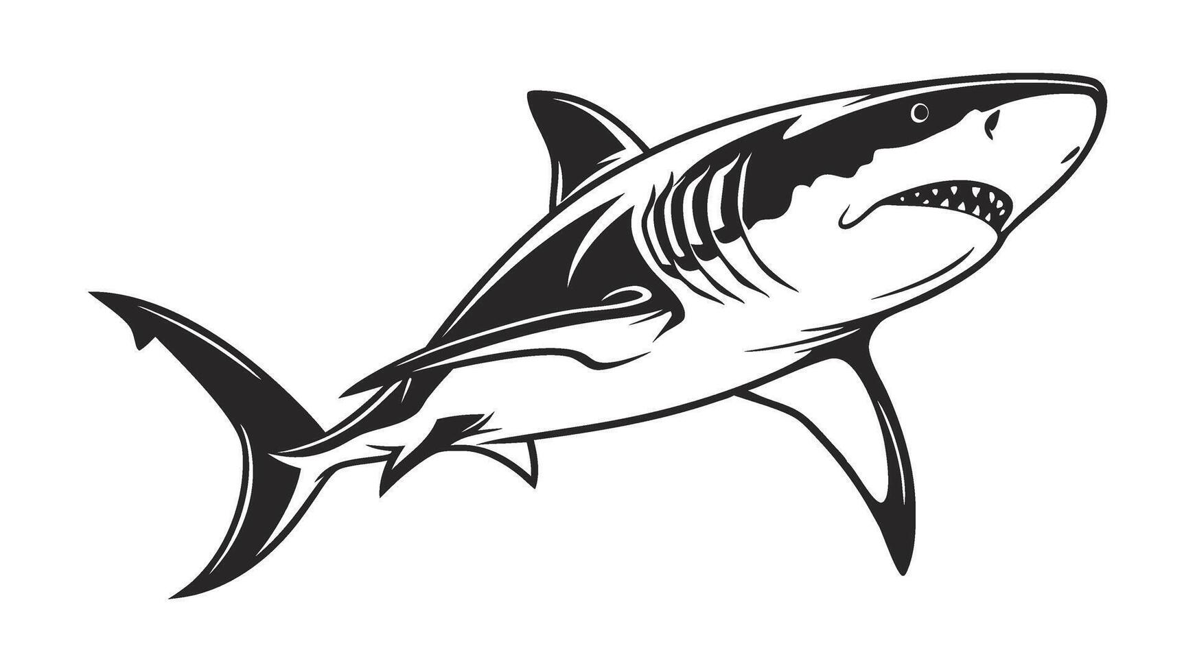 great white shark illustration vector