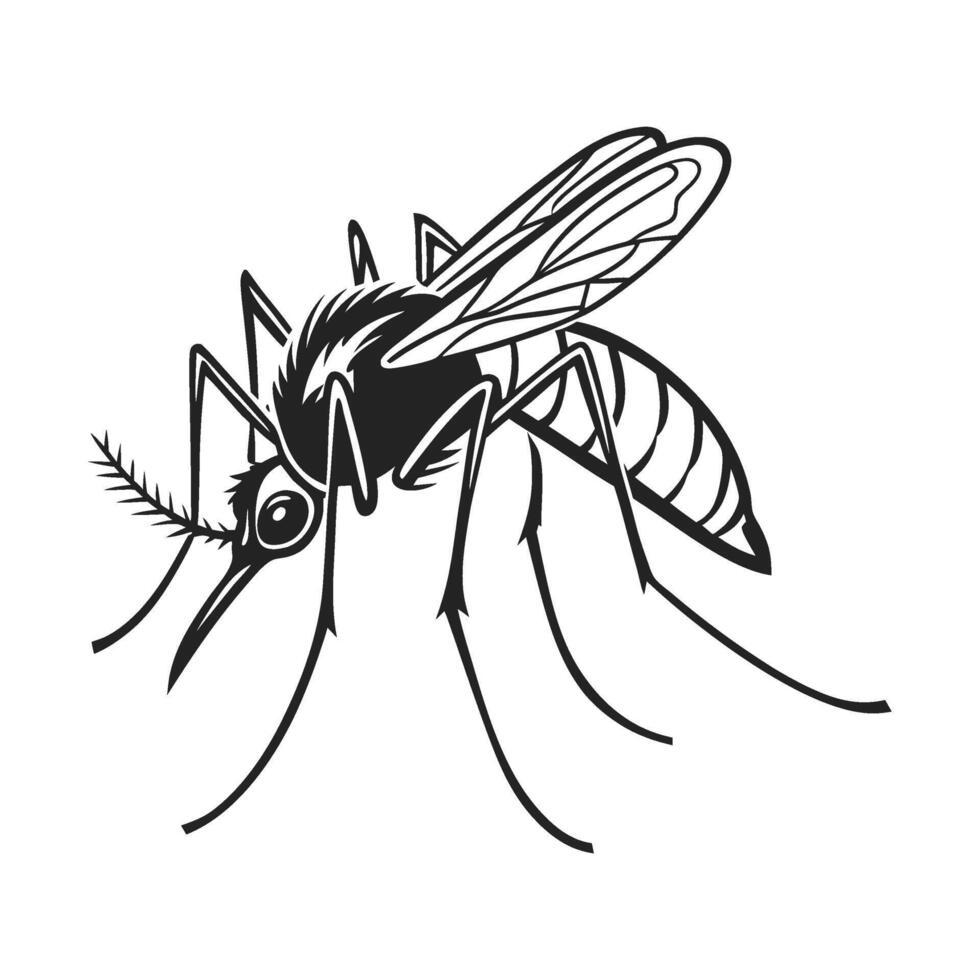 a black and white drawing of a mosquito vector
