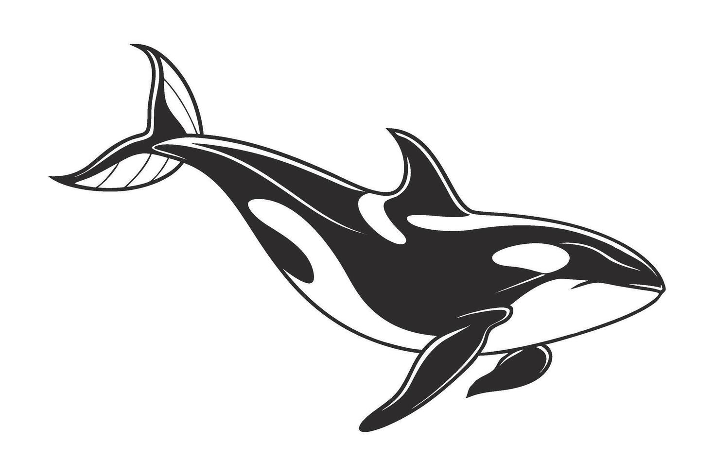 killer whale orca illustration isolated on white background vector