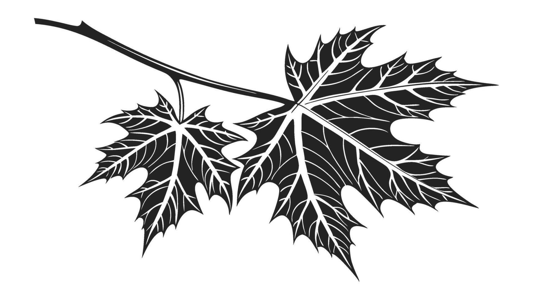 black and white illustration of maple leaf vector