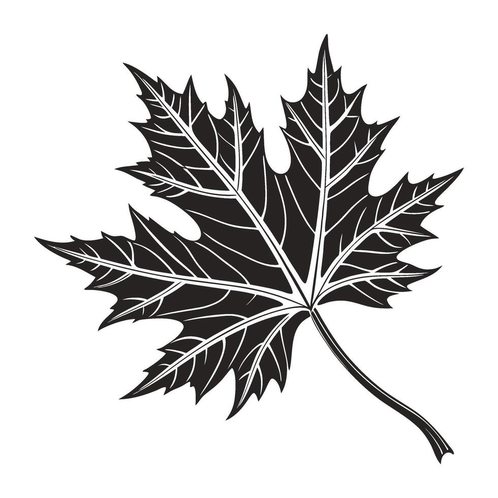 a black and white illustration of a maple leaf vector