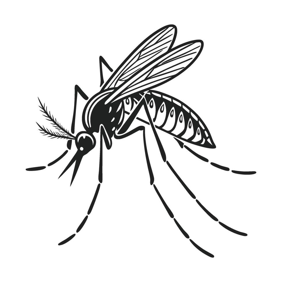 black and white drawing of a mosquito vector