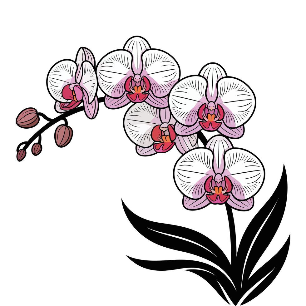 An orchid with pink flowers on a white background vector