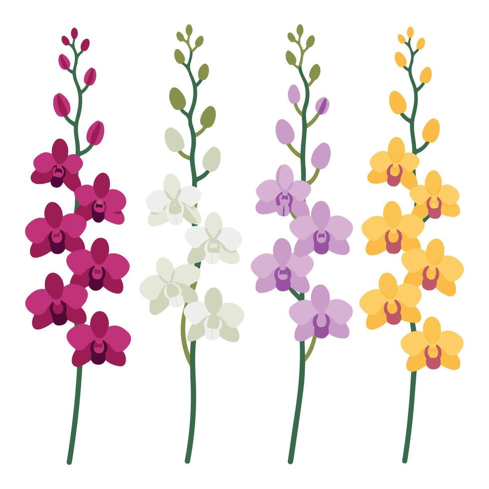 Four different types of orchids on a white background vector