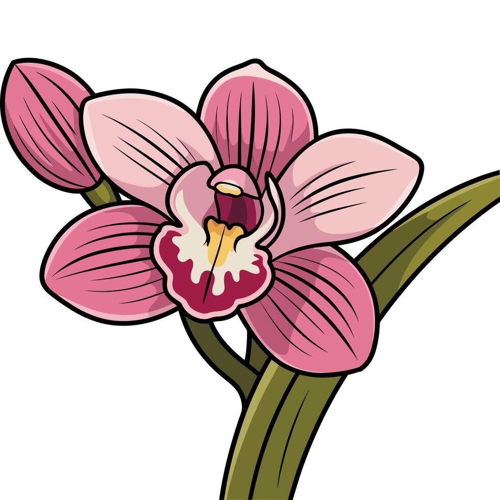 A pink orchid flower on a white background vector