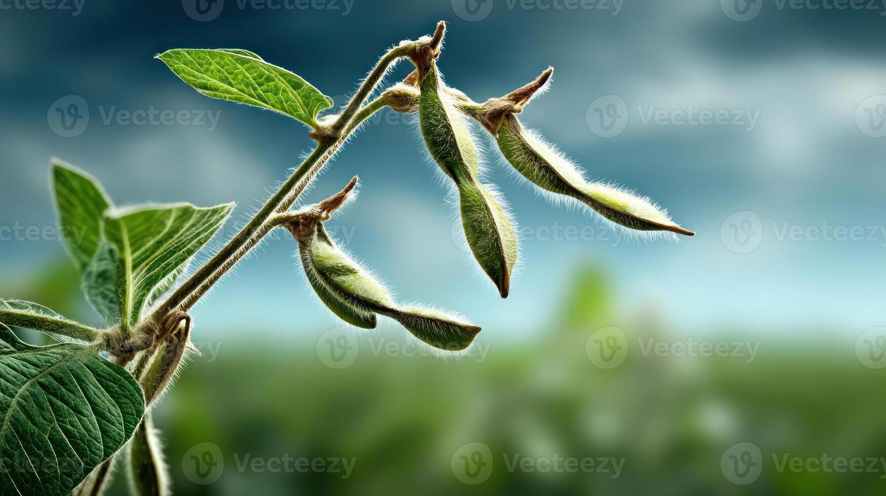 Close-up of soybean pods with green leaves and background. photo