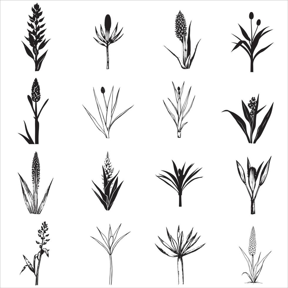 Set of black and white illustrations of plants vector