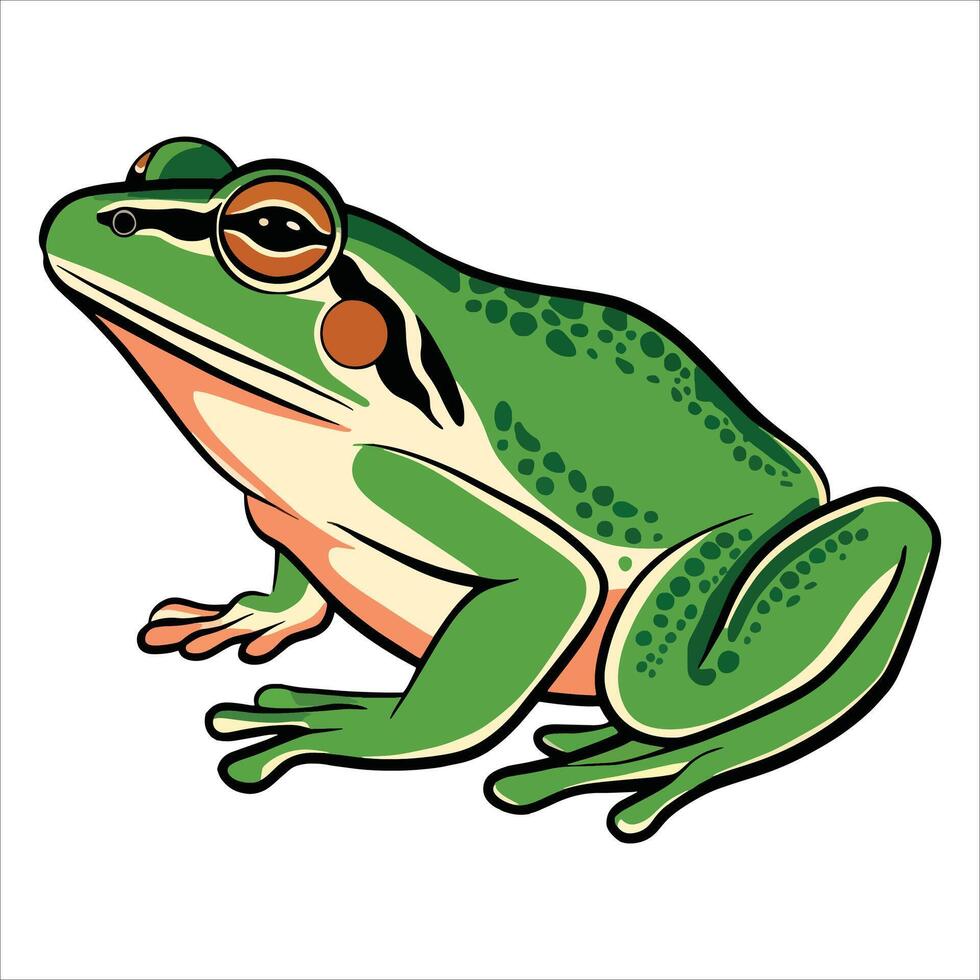 Common water frog on white background, . Ideal for amphibian studies, pond life, and nature themes. vector