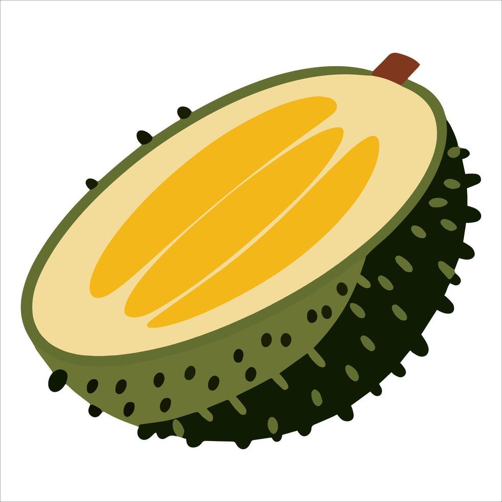 illustration of durian cut in half, isolated on white. Detailed exotic fruit graphic for culinary themes and Asian market visuals. vector