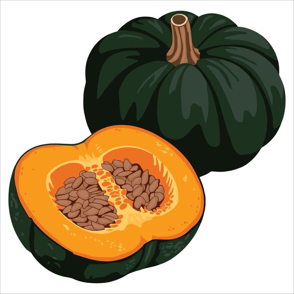 Seasonal Japanese squash, naturally sweet. art for fresh ingredients, recipes, and food marketing. vector