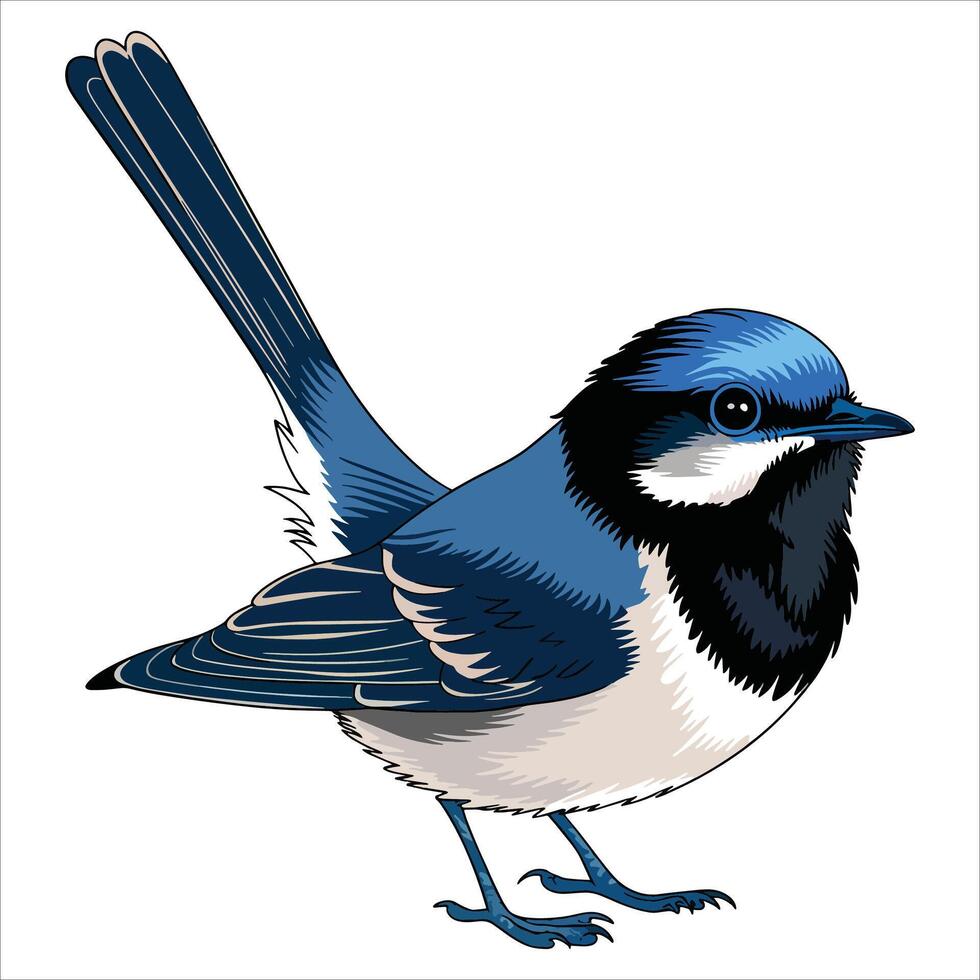 Small colorful bird with long thin tail, superb bird . Cute avian illustration for nature and wildlife themes. vector