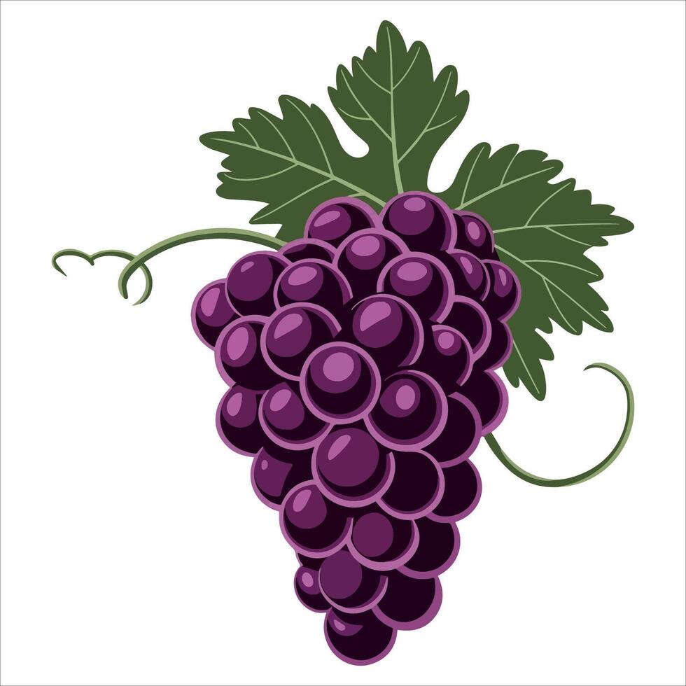 Bunch of grapes . Country symbol in cartoon style isolated on white. vector