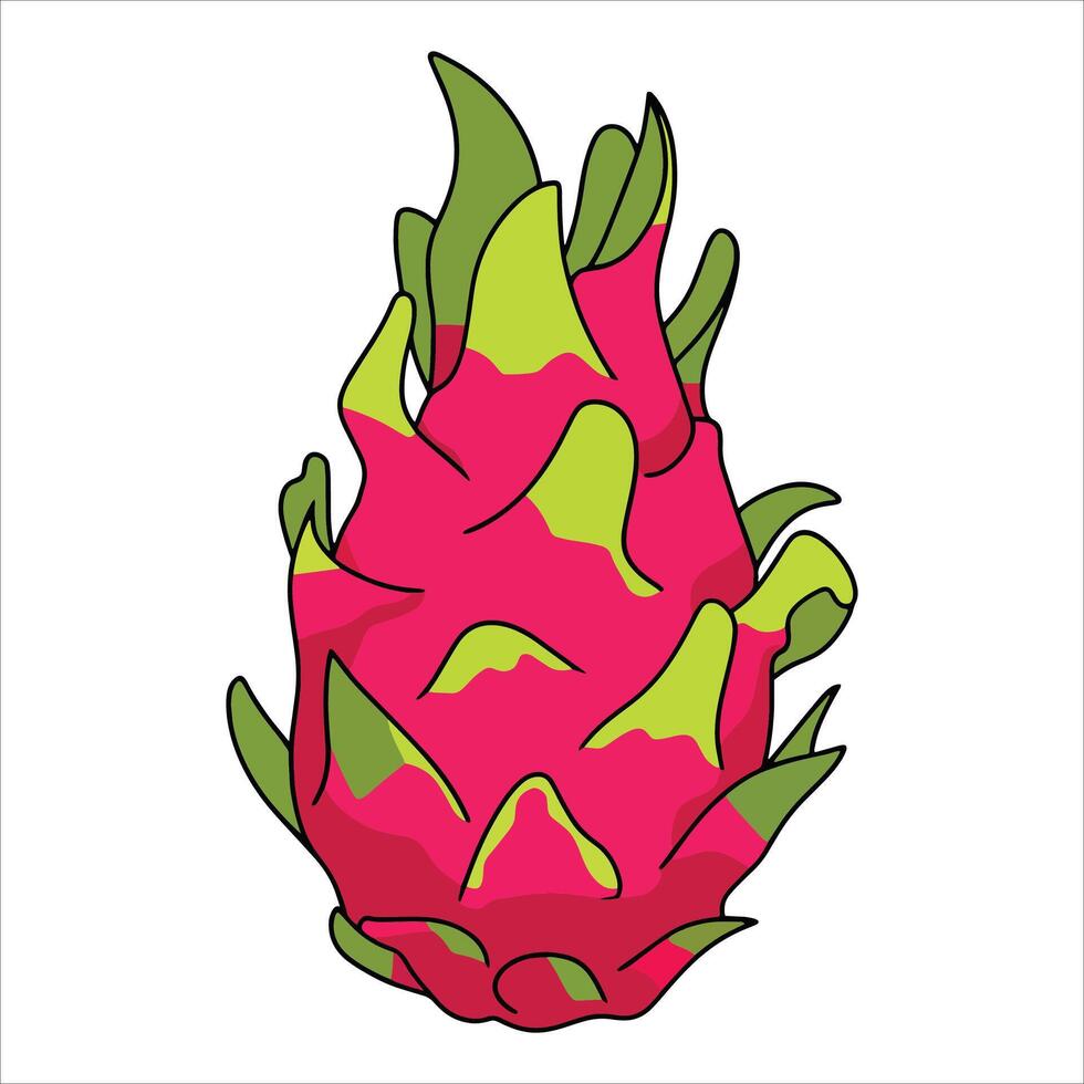 Fresh whole dragon fruit pitaya isolated on white. Tropical exotic fruit illustration for healthy food and juice concepts. vector