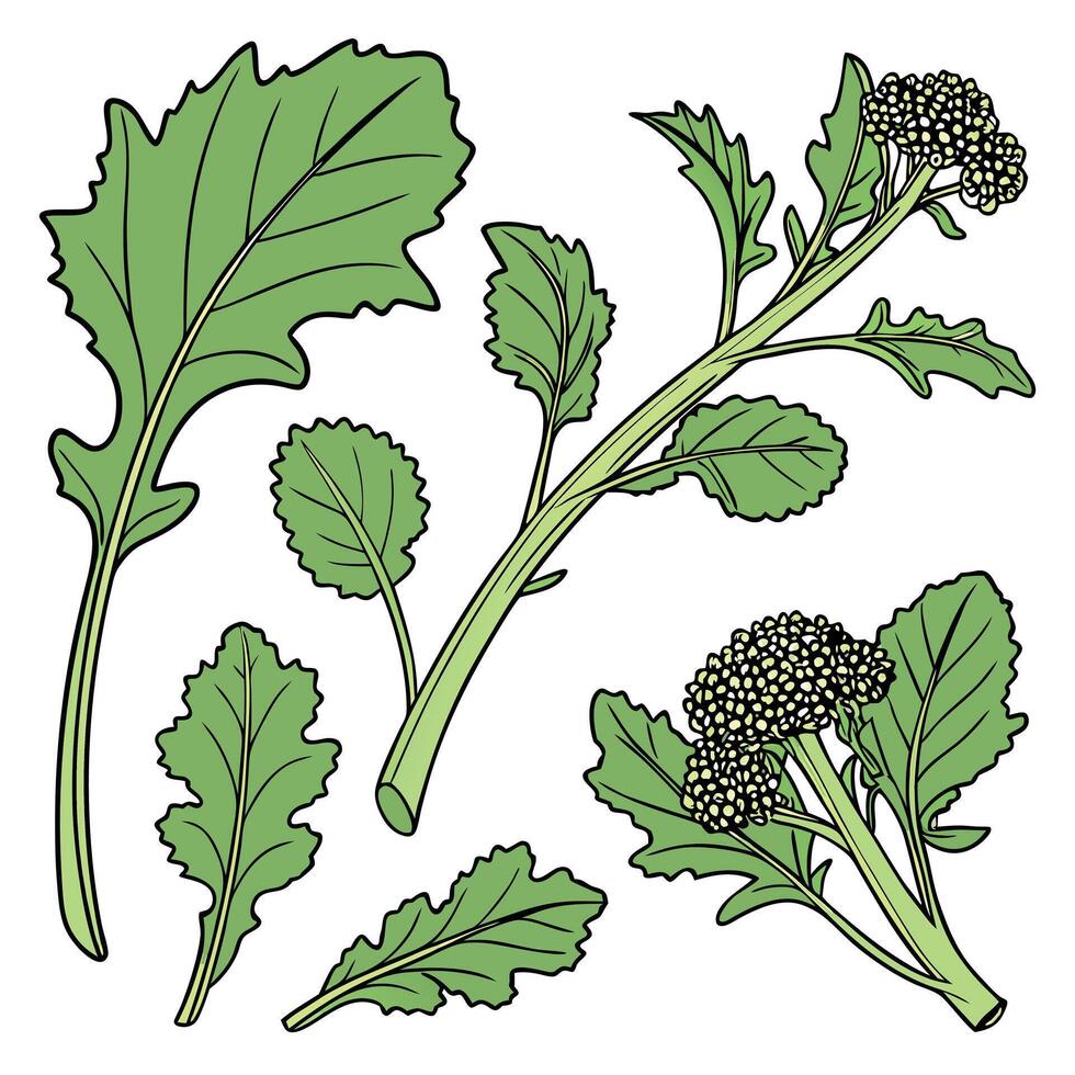 Illustration of, Collection set of Rapini In different perspectives vector