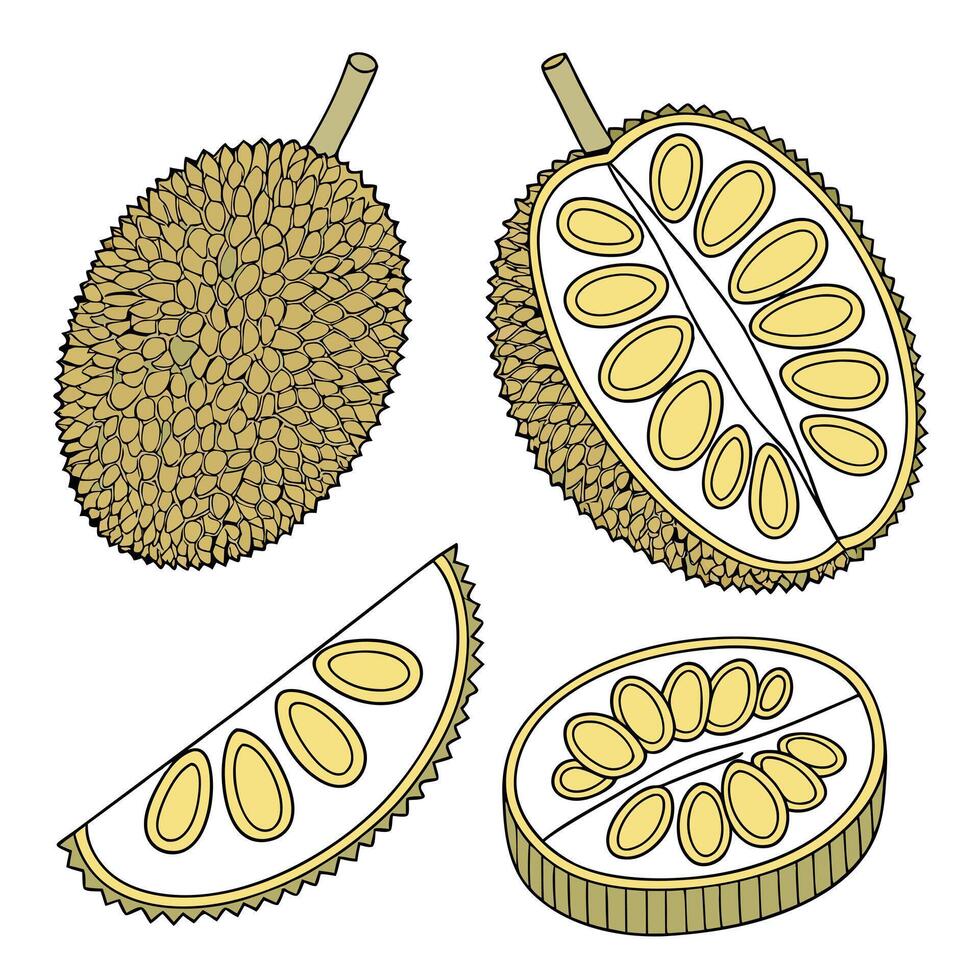 Collection set of Jackfruit In different perspectives vector
