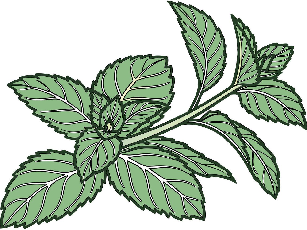 A sprig of mint with light green leaves and dark green outlines, the leaves are arranged in pairs along the stem, white background vector