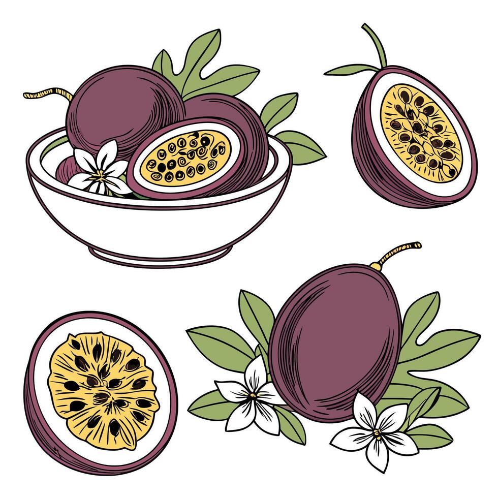 Collection set of Passion fruit In different perspectives vector