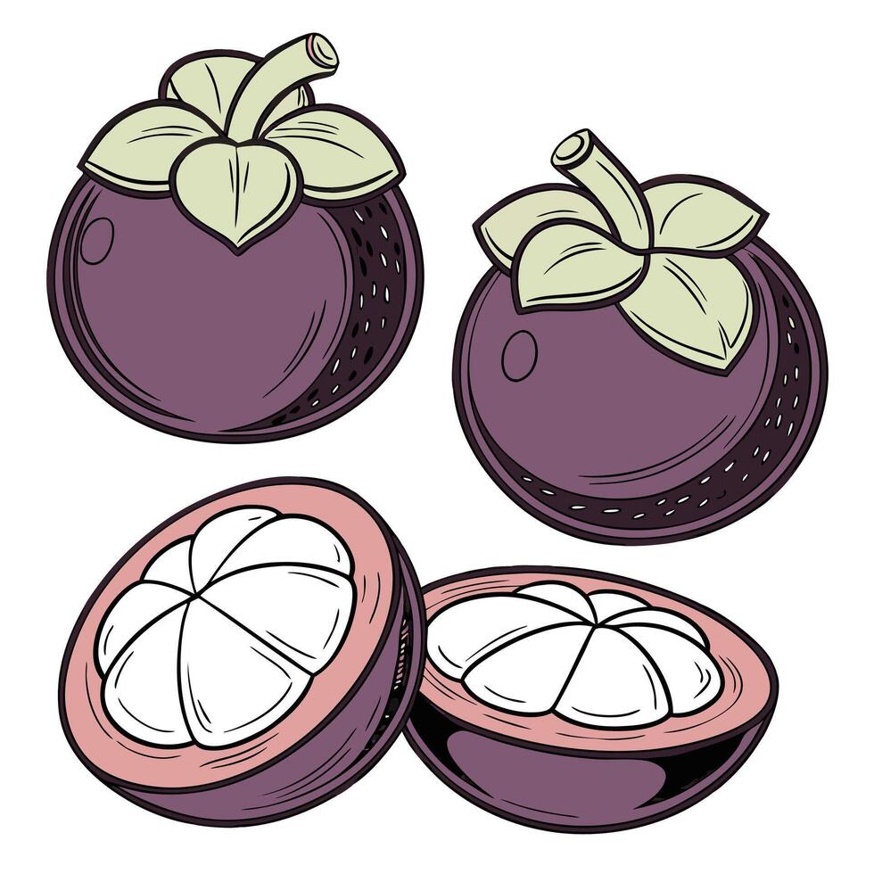 Collection set of mangosteen In different perspectives vector