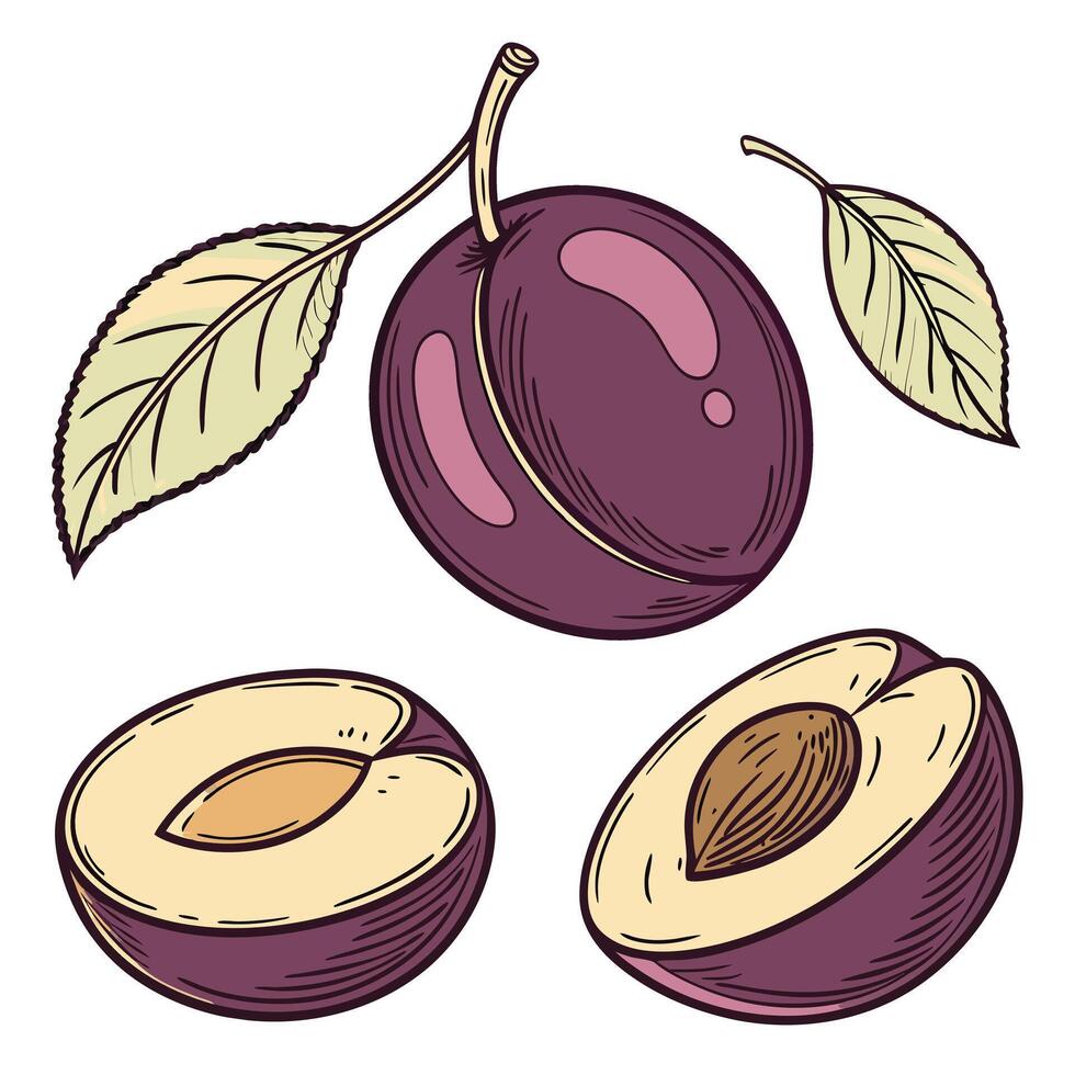 Illustration of, Collection set of Plum In different perspectives vector